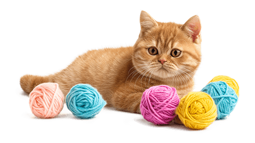 Mutuelle santé pour chat – Marseille 8